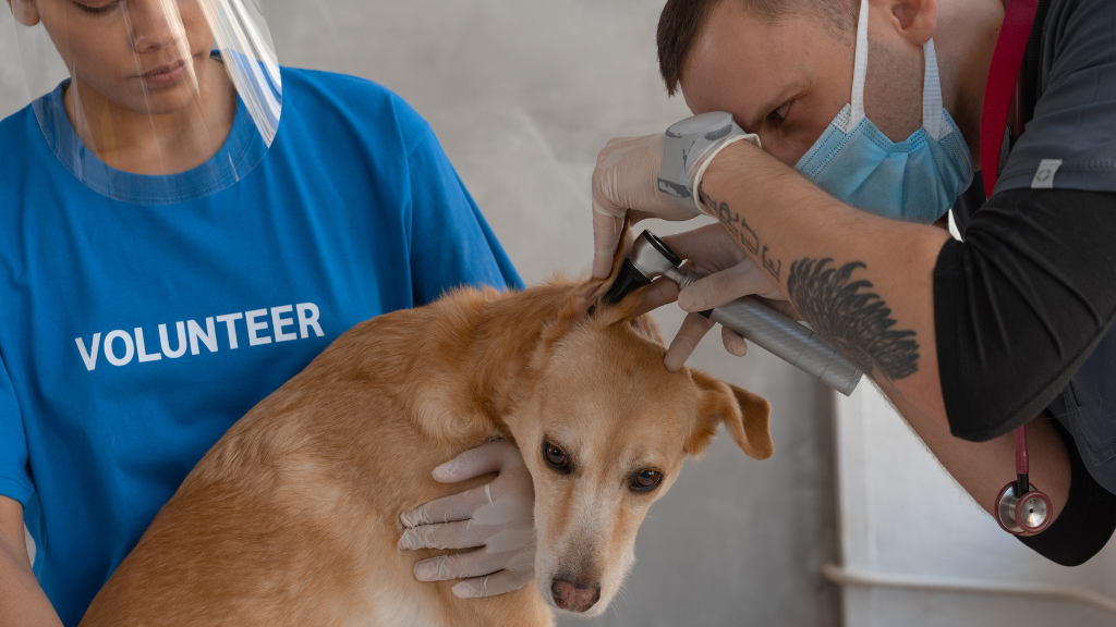 Dog Health and Wellness: A Guide For Owners 7 Dog Checkup