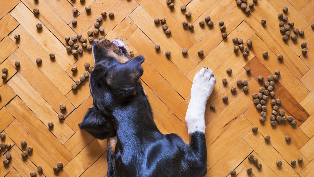 Dog Diet and Nutrition: Great Tips For Optimum Health 2 Dog Nutrition