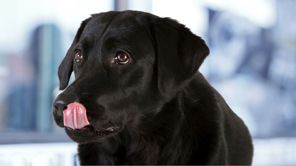 Dog Keeps Licking Lips: What Does This Mean? 4 Why Does My Dog Keeps Licking His Lips