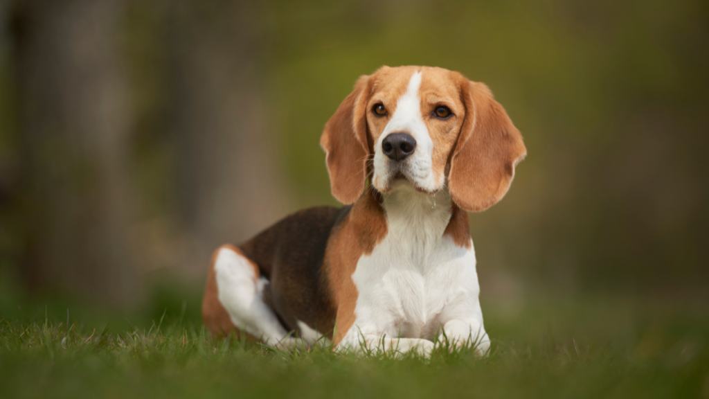 9 Healthiest Dog Breeds for Longevity and Resilience 4 Beagle