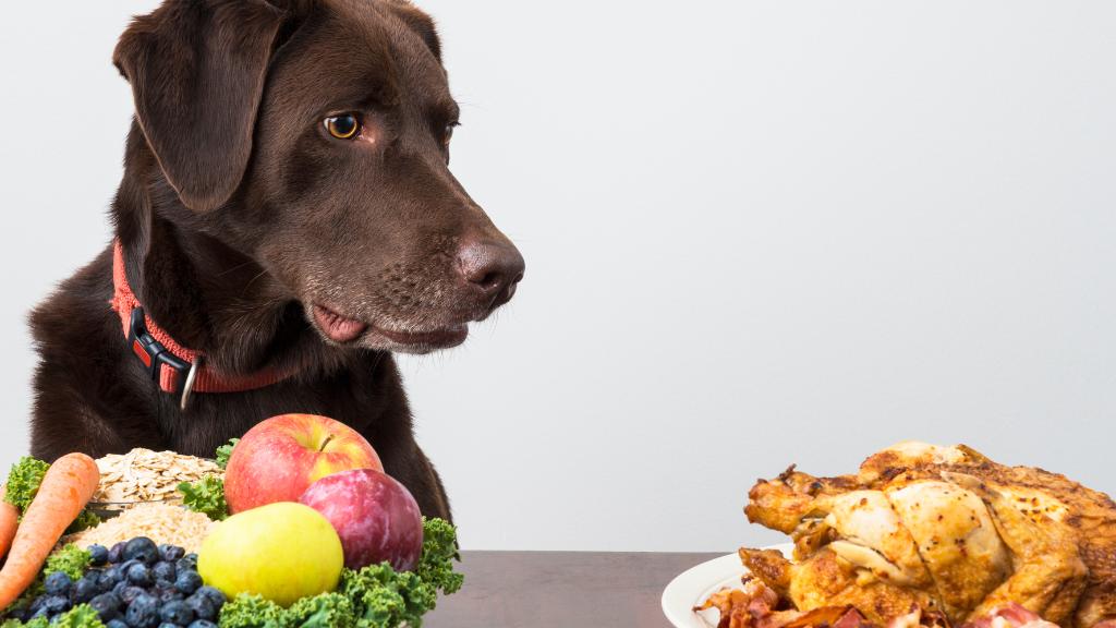 healthy diet for dogs
