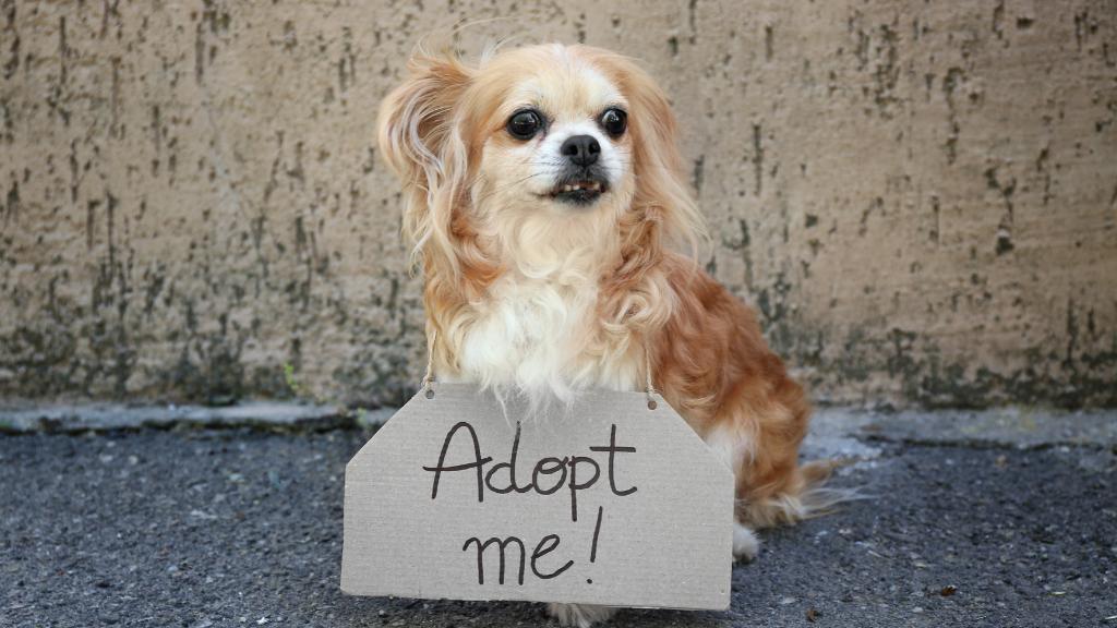 Adopt A Rescue Dog