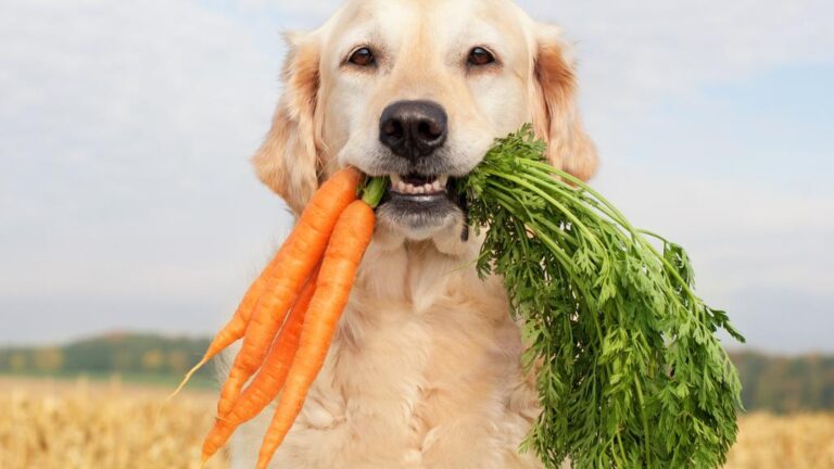 Picture of The Benefits Of Fruits And Vegetables For Dogs - Advice For Dogs