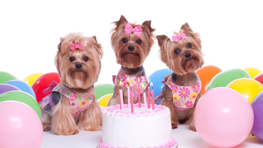 Birthday Party Ideas for dogs