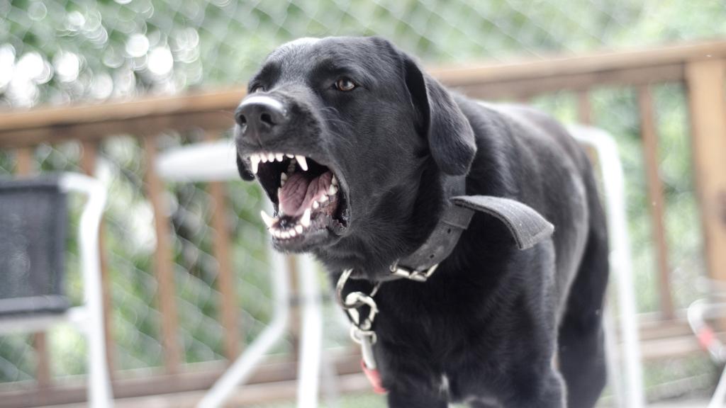 Dealing With Excessively Loud Dog Barking