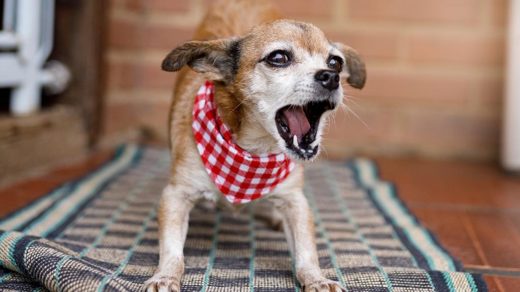 Gallery Detail: Dealing With Excessively Loud Dog Barking