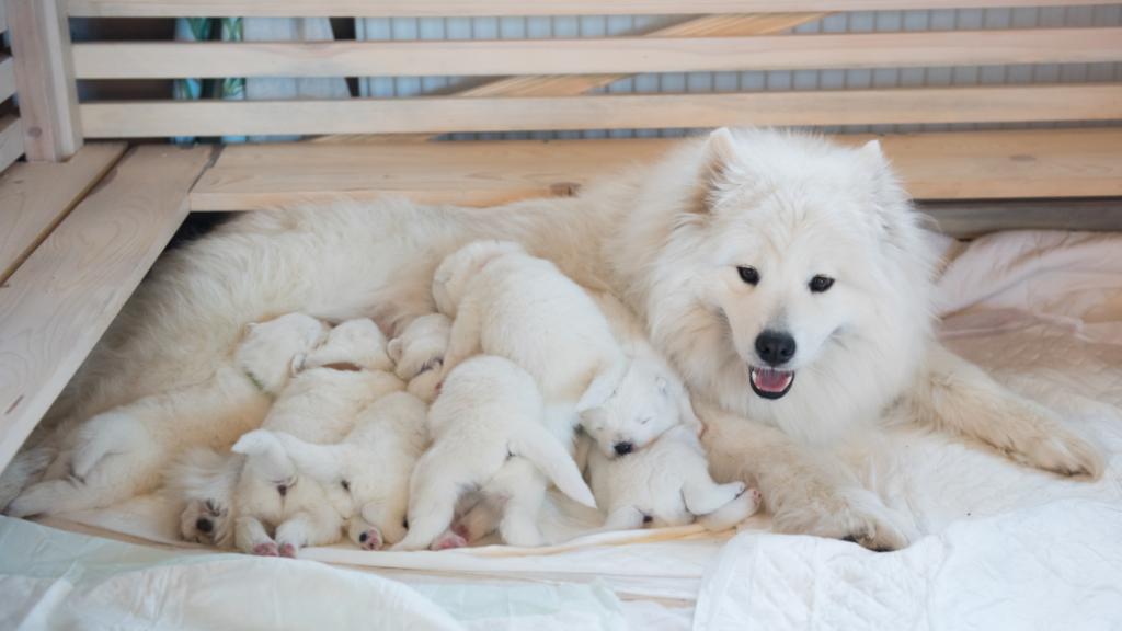 Picture of Hypoallergenic Dog Breeds: Furry Friends For Allergy Sufferers - Advice ...