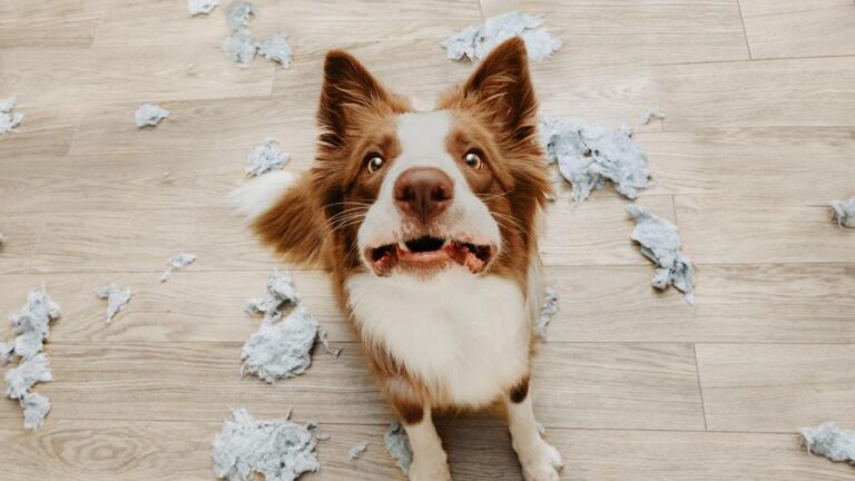 Photo inspiration: Fresh Look at Effective Strategies For Dealing With Separation Anxiety In Dogs