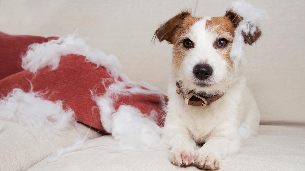Effective Strategies For Dealing With Separation Anxiety In Dogs Photo Inspiration