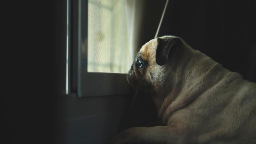 Illustration of Strategies For Reducing Separation Anxiety In Dogs