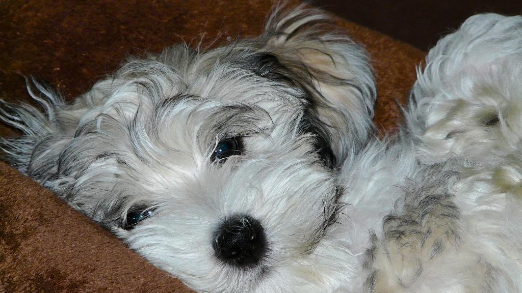 Hypoallergenic Dog Breeds: Furry Friends For Allergy Sufferers - Advice ...