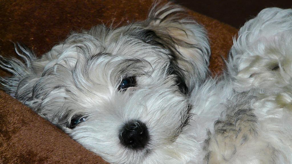 Small Hypoallergenic Dog Breeds