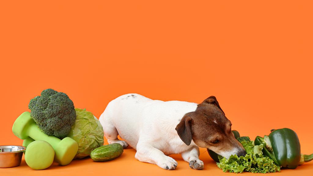Vegetables and Fruit for Dogs
