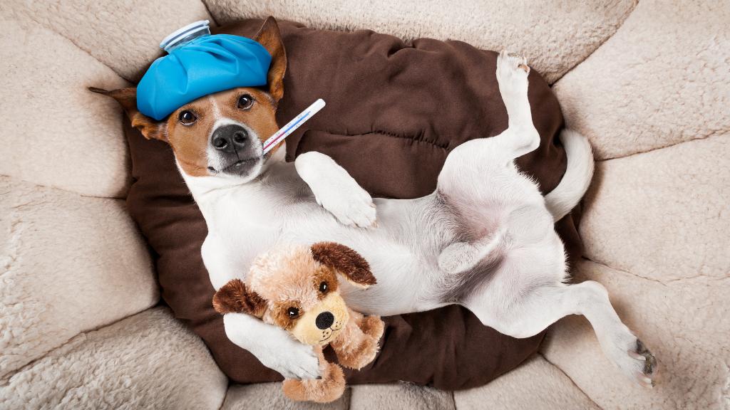 Understanding Common Nutritional Deficiencies In Dogs Advice For Dogs